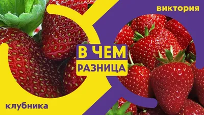 Чем отличается клубника от виктории | Ягода виктория и клубника в чем  разница | Чем отличается | В чём разница | Дзен