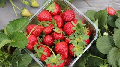 Planting material for fruit and berry crops, blueberry seedlings,  honeysuckle and large-fruited cranberry – Tuteishaya Gaspadarka