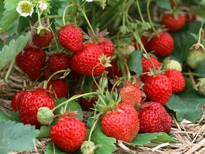 Клубника ремонтантная сорт \"Мурано\" (\"Murano\") - «Подробно о сорте: размер,  форма ягоды, особенности хранения и урожайность» | отзывы