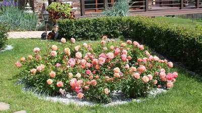 Шикарные клумбы с розами в вашем саду Как сделать клумбу с розами - YouTube