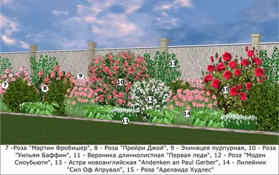 Клумба С Розами На Даче — стоковые фотографии и другие картинки Без людей -  Без людей, Белый, Горизонтальный - iStock