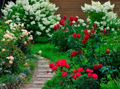 Клумба с розами перед домом - 73 фото