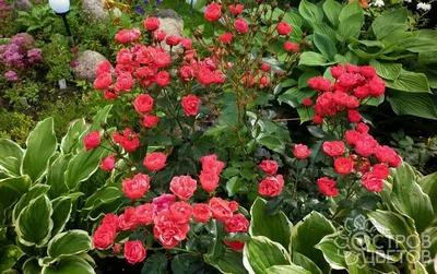 Клумба из роз: что посадить рядом и правила сочетания цветов, схемы и  офомление | Идеи для садового дизайна, Многолетние сады, Пионовый сад