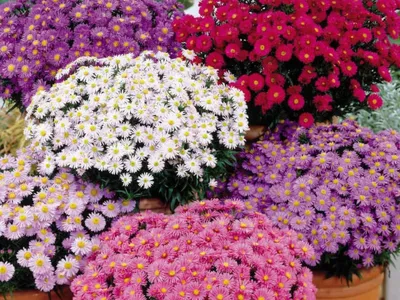 Красивые клумбы из астр - красивые фото