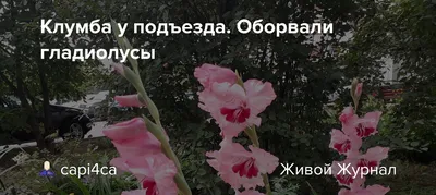 Клумба у подъезда. Оборвали гладиолусы