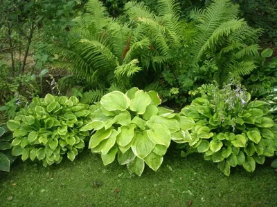 Хоста гибридная (Hosta х hybrium `Great Expectations`) - Клумбы - По  областям применения - Каталог - LESKOVO-PITOMNIK.ru