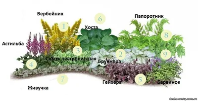 Пожелтевшие листья Хосты на клумбе после осенних заморозков ( Hosta )  фотография Stock | Adobe Stock