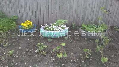 Автоэксперт рассказал, почему нельзя делать клумбы из покрышек | ИА  “ОнлайнТамбов.ру”