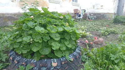 ЛюблюДеревню: Клумбы из покрышек
