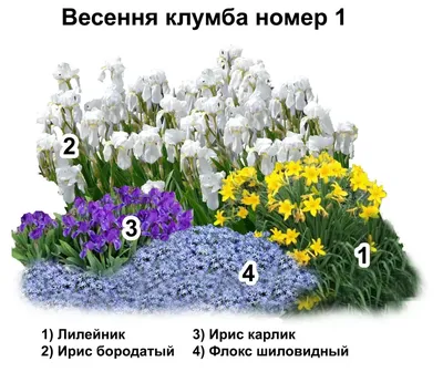 Выбираем варианты посадки ирисов для садовой клумбы | Идеальный огород |  Дзен