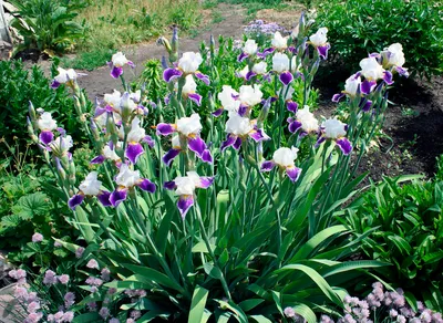 Травянистые растения - Ирис (цветы: голубой с фиолетовым)