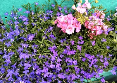 ЛОБЕЛИЯ В ЛАНДШАФТНОМ ДИЗАЙНЕ | Garden containers, Plants for hanging  baskets, Planting flowers