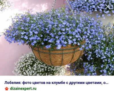 Лобелия (Lobelia) ампельная в ассортименте в кашпо — Рассада цветов и  овощей.