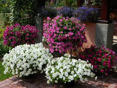 Секреты длительного цветения петуний - полезные статьи о садоводстве от  Agro-Market24