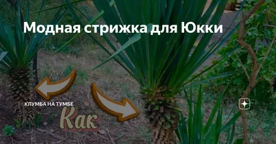 Красивые цветы Palm юкки на солнце утром Стоковое Изображение - изображение  насчитывающей ладонь, текстура: 207519577