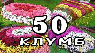 Клумбы с хризантем 50 примеров для вашего дома и дачи - YouTube