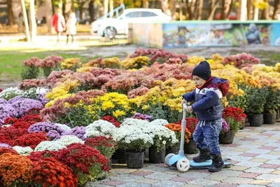 Фонтан в сквере. Рядом клумбы с …» — создано в Шедевруме