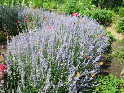 клумба со шт. кусты джонса, цветущие на склоне, и голубая воздушная лаванда  создают контраст в саду и парке B Стоковое Изображение - изображение  насчитывающей цветок, лужайка: 224861099