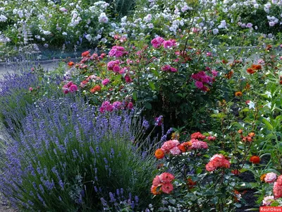 Модный ландшафт: 10 дикорастущих растений для садовых клумб — Roomble.com