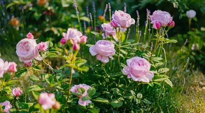 Клумба с розами: 82 фото оформлений на даче | ivd.ru
