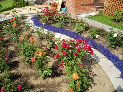 Оформление клумбы с розами | Дизайн розового сада, Идеи для садового  дизайна, Клумбы
