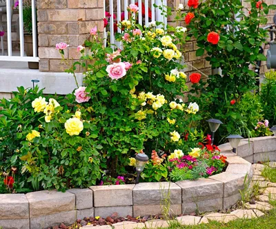 Розарий на даче: красивый ландшафтный дизайн, варианты размещения в саду  участка, схемы посадки на клумбе - 27 фото