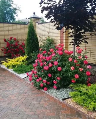 Клумба с розами перед домом - 73 фото