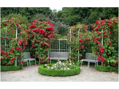 Клумбы с розами на даче - 72 фото