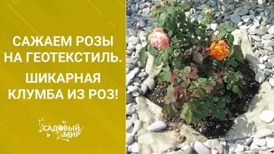 Клумба с розами: оформление, схема и сочетание. Что можно посадить вместе с  ними? Фото