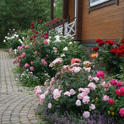 Удачное соседство: как правильно сочетать цветы на клумбе | Дизайн участка  (Огород.ru)