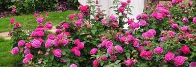 Сажаем розы на геотекстиль. Шикарные клумбы из роз в вашем саду! - YouTube
