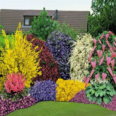 Клумба из многолетников – схемы клумб непрерывного цветения в саду и на даче  + фото