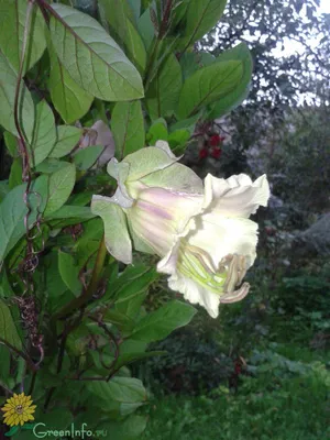 Кобея в цветущем саду: качественное фото png для скачивания