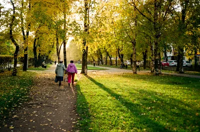 Фотопленка Kodak Gold 200 36 кадров - купить с доставкой по выгодным ценам  в интернет-магазине OZON (906776350)