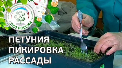 Как пикировать рассаду петунии. Петуния пикировка рассады. - YouTube