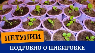 🌸Все о пикировке петуний. Какой грунт для рассады, когда и как пикировать  петунии🌱🌸 - YouTube