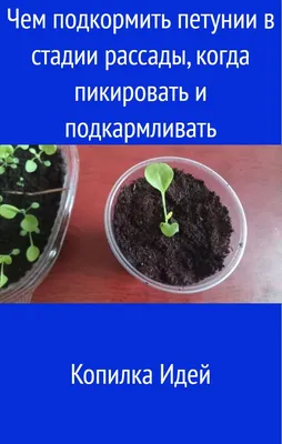 Что такое пикировка помидор, перца, петунии — Как правильно пикировать  рассаду | KVITOFOR