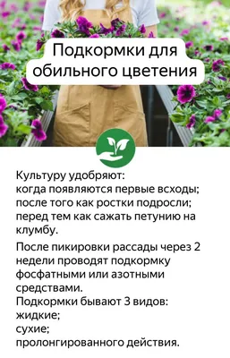 После пикировки рассада петунии завяла. Можно ли ее как-то спасти? - ответы  экспертов 7dach.ru