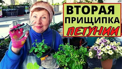 ПЕТУНИЯ вторая прищипка и последующие обрезки. Зачем так кромсать петунию?  - YouTube