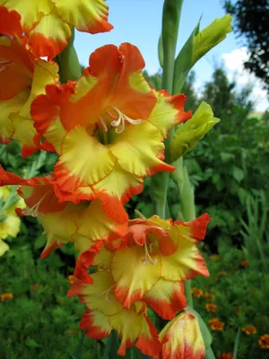 Цветущее растение гладиолус (Gladiolus), еще именуемое шпажником, очень  давно и с большим удовольствием культиви… | Гладиолусы, Цветущие растения,  Сад в контейнерах