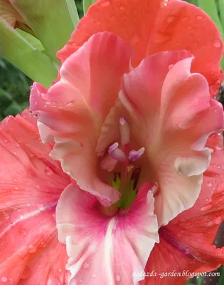 ГЛАДИОЛУСЫ в садовых горшках и цветы-компаньоны в середине лета #1 - YouTube