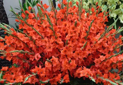 Цветение коллекции гладиолусов | Центральный ботанический сад