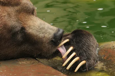 Когти медведя - потрясающее фото в формате png