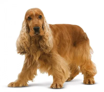 Одна собака, английский кокер …» — создано в Шедевруме