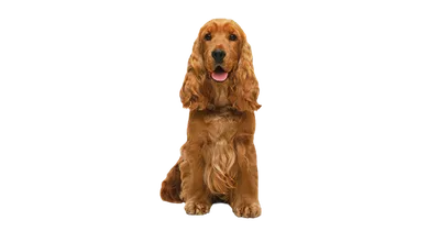 Американский Кокер-Спаниель Собака - Бесплатное изображение на Pixabay -  Pixabay
