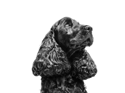 Английский кокер-спаниель (Cocker Spaniel) | Мир собак. Журнал о собаках.  Доска объявлений. Породы. Дрессировка.