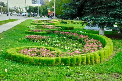 Фотографии Кохии: сохраните кусочек природы на вашем устройстве