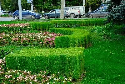 Кохия на фоне захватывающего пейзажа: скачать бесплатные фото