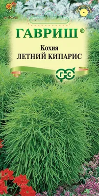 Кохия - нежные цветы природы: скачать фото бесплатно в высоком качестве