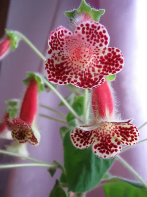 Архив Колерия Биби - цветение непрерывное. ✔️ 25 грн. ᐉ Другие комнатные  растения в Харькове на BON.ua 8936361